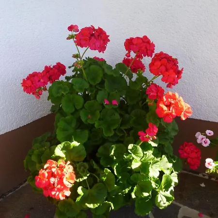 Apartment Flat With Balcony In Black Forest Furtwangen