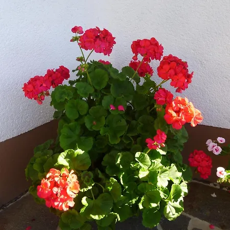 Ferienwohnung, *
